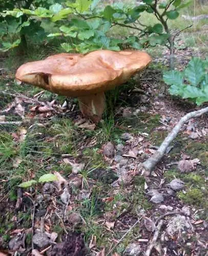 Dom wakacyjny Na Uboczu