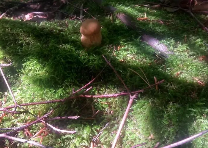 Dom wakacyjny Na Uboczu Lubocino